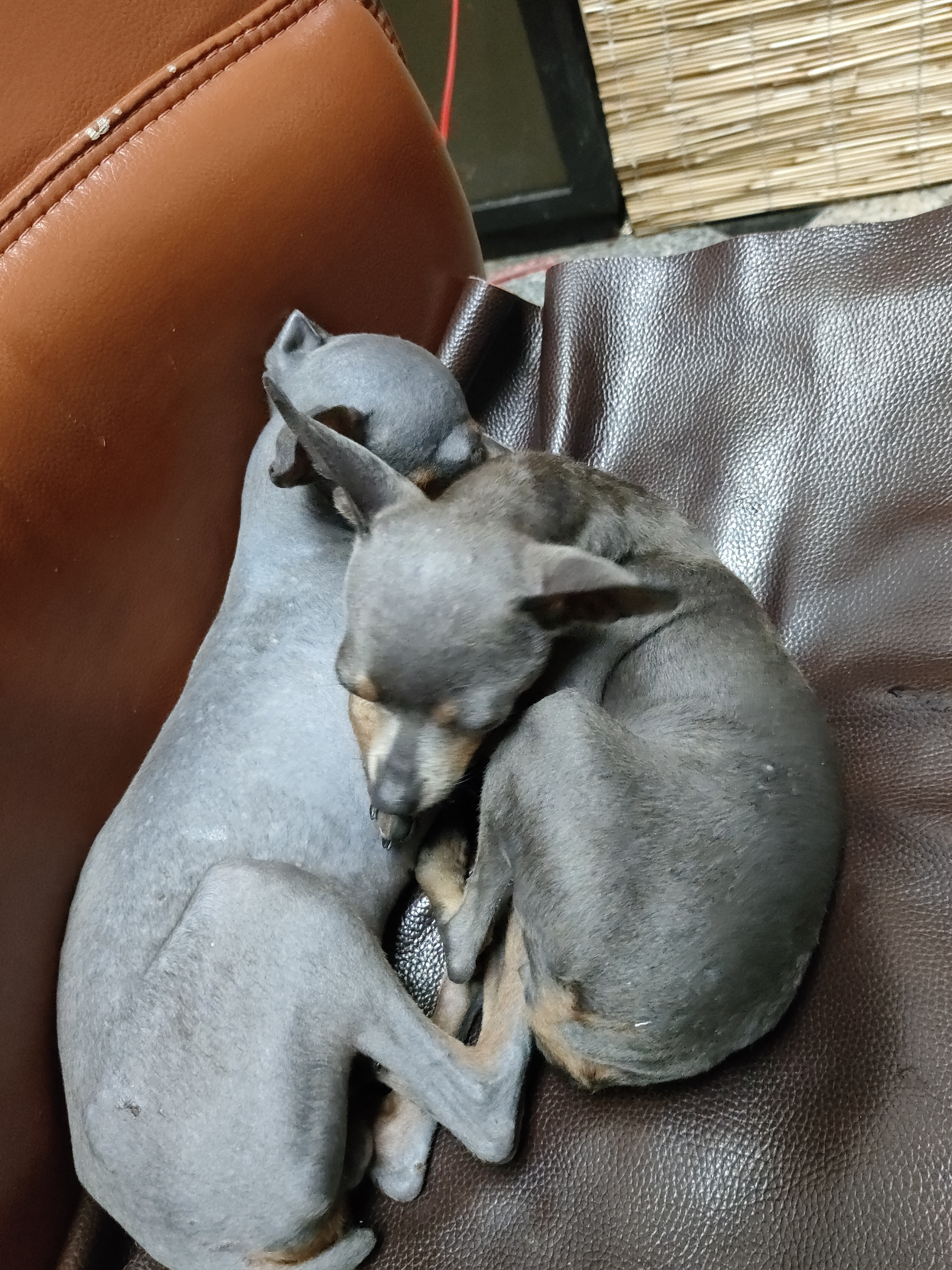 纯种小体小鹿犬蓝色精品，不到5斤。种公级别